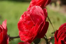 DSC02700.webp