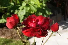 DSC02701.webp