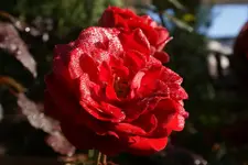 DSC02708.webp