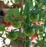 14_10_II.webp