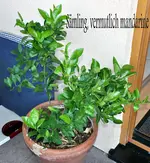 180.webp
