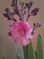 DSC01373.webp