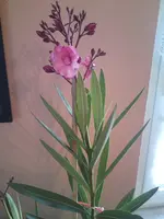 DSC01374.webp
