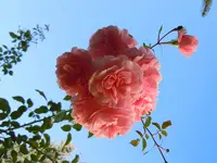 060.webp