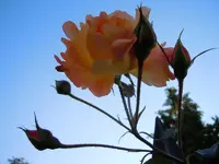 210.webp