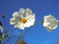 228.webp
