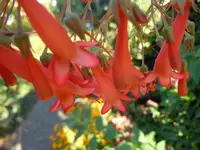 132.webp