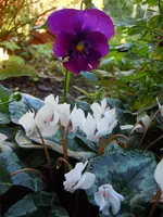 158.webp