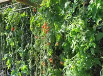 image0021,1.webp