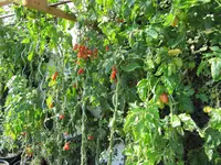 image0041,1.webp