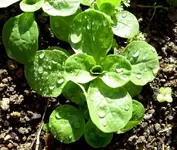 tn_Feldsalat (4) v.webp