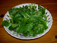 tn_Feldsalat  v.webp