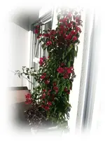 'Bougi.webp