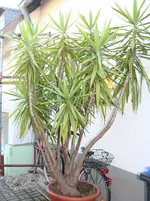 IMG_0151.webp