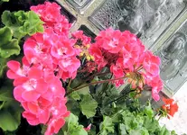 geranie pink.webp
