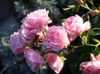 N 560.webp