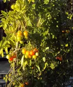 DSC02283 - 2011-10-15 - tomis.webp