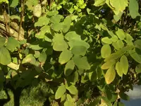 comp_baum 002.webp
