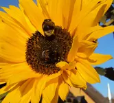 DSC02294 - 2011-10-15 - soblu mit doppelbesuch.webp