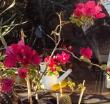 DSC02293 - 2011-10-15 - bougi.webp