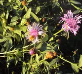 DSC02289 - 2011-10-15 - flockenblume mit besuch.webp