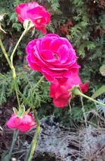 DSC02287 - 2011-10-15 - rose pink-rot.webp