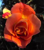 DSC02285 2011-10-15 - rose orange-rot.webp