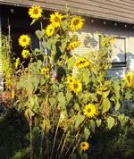 DSC02284 - 2011-10-15 - soblu.webp