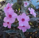 DSC02280 - 2011-10-15 - phlox.webp