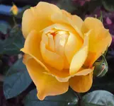 DSC02270 - 2011-10-15 - rose gelb-orange.webp