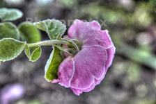 IMG_9926_2_7_8_2_tonemapped.webp