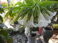 SAM_0522.webp