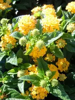 050.webp