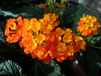 Wandelröschen004.webp