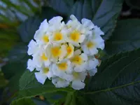 Wandelröschen095.webp