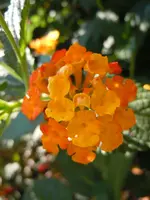 052.webp