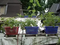 2011_07_10_Kartoffel_001_2.webp
