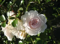IMG_7187.webp