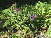 IMG_7179.webp