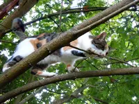 Kraxelmieze-25-09-2011-010.webp