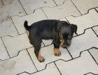 Branko (2).webp