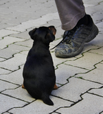 ...und was is... tsss hat der dreckerte Schuh' ou.webp
