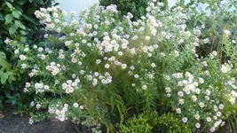Staude2.webp