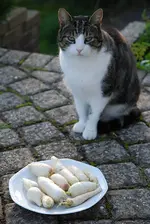 16_10_radies.webp
