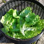 16_10_salat.webp