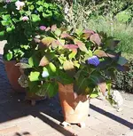 Hortensie vor ihrem Winterschnitt_kleiner.webp