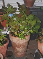 Hortensie nach ihrem Winterschnitt_kleiner.webp
