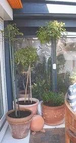 3 Rosenhochstämme im Winterquartier_kleiner.webp