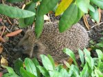 Igel_1_IMG_3719.JPG