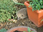 Igel_2_IMG_3722.JPG